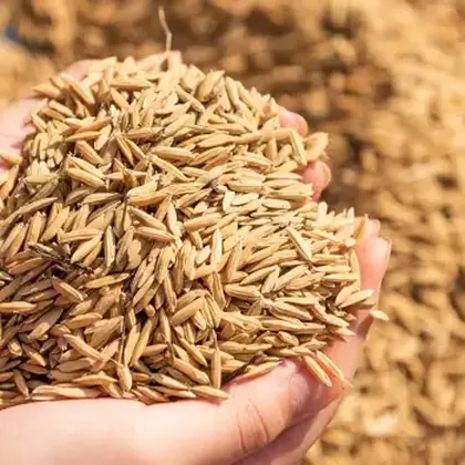 Avena para alimentación animal