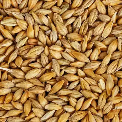 Cebada para alimentación animal