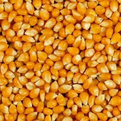 Maíz para alimentación animal