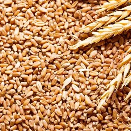 Trigo para alimentación animal